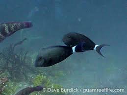 Image result for Acanthurus blochii