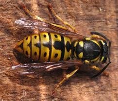 Attēlu rezultāti vaicājumam “Vespula germanica male”