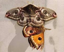 Attēlu rezultāti vaicājumam “Saturnia pavonia female”