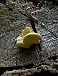 Attēlu rezultāti vaicājumam “Buglossoporus quercinus”