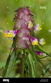 Attēlu rezultāti vaicājumam “Melampyrum cristatum”