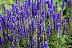 Attēlu rezultāti vaicājumam “Veronica spicata leaf”