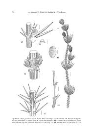 Attēlu rezultāti vaicājumam “Chara hispida”