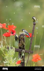 Attēlu rezultāti vaicājumam “Cyanistes caeruleus juvenile”