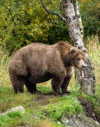 Image result for brown bear