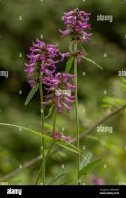 Attēlu rezultāti vaicājumam “Stachys officinalis flower”