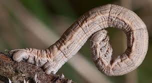 Attēlu rezultāti vaicājumam “Siona lineata”