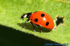 Attēlu rezultāti vaicājumam “Coccinella septempunctata”