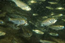 Image result for Mugil curema