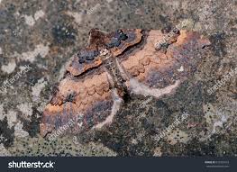 Attēlu rezultāti vaicājumam “Earophila badiata”