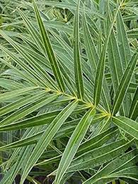Attēlu rezultāti vaicājumam “Arenaria procera leaf”