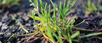 Attēlu rezultāti vaicājumam “Poa remota”