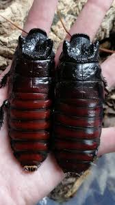 Attēlu rezultāti vaicājumam “Oiceoptoma thoracicum”