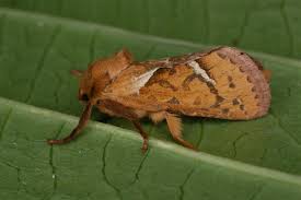 Attēlu rezultāti vaicājumam “Hepialus sylvina female”