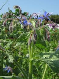 Attēlu rezultāti vaicājumam “Borago officinalis”