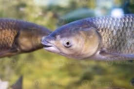 Image result for Cyprinus rubrofuscus