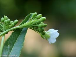 Attēlu rezultāti vaicājumam “Armoracia rusticana bud”