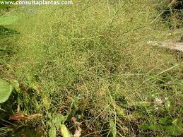 Attēlu rezultāti vaicājumam “Alisma gramineum leaf”