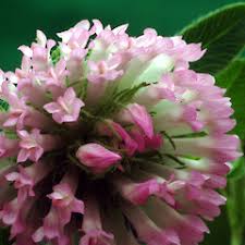 Attēlu rezultāti vaicājumam “Trifolium medium flower”