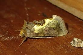 Attēlu rezultāti vaicājumam “Diachrysia tutti”