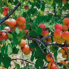 Attēlu rezultāti vaicājumam “Prunus armeniaca fruit”