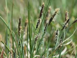 Attēlu rezultāti vaicājumam “Carex panicea”