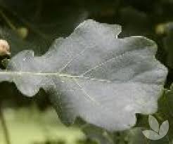 Attēlu rezultāti vaicājumam “Quercus robur Fastigiata leaf”