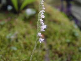Attēlu rezultāti vaicājumam “Goodyera repens fruit”