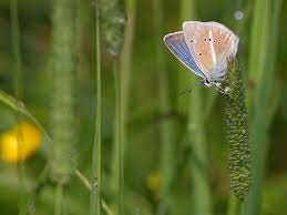 Attēlu rezultāti vaicājumam “Agrodiaetus damon”
