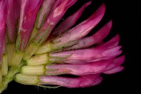 Attēlu rezultāti vaicājumam “Trifolium medium bud”