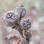 Attēlu rezultāti vaicājumam “Lonicera ferdinandii”