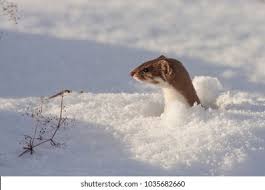 Attēlu rezultāti vaicājumam “Mustela nivalis”