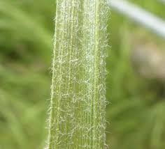 Attēlu rezultāti vaicājumam “Carex hirta fruit”