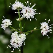 Attēlu rezultāti vaicājumam “Sanicula europaea bud”