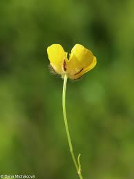 Attēlu rezultāti vaicājumam “Ranunculus polyanthemos”