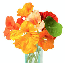 Attēlu rezultāti vaicājumam “Tropaeolum majus flower”