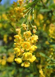 Attēlu rezultāti vaicājumam “Berberis vulgaris flower”