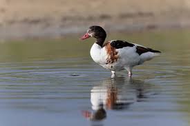 Attēlu rezultāti vaicājumam “Tadorna tadorna juvenile”