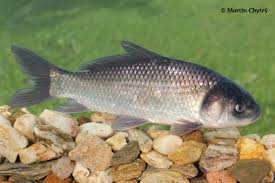 Image result for Ictiobus cyprinellus