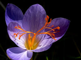 Attēlu rezultāti vaicājumam “Crocus speciosus”