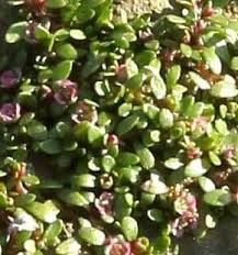 Attēlu rezultāti vaicājumam “Elatinaceae”