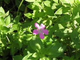 Attēlu rezultāti vaicājumam “Geranium palustre leaf”