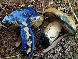 Attēlu rezultāti vaicājumam “Gyroporus cyanescens”