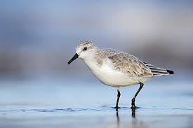 Attēlu rezultāti vaicājumam “Calidris alba adult”