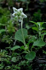 Attēlu rezultāti vaicājumam “Moneses uniflora fruit”