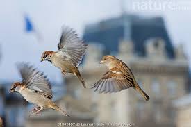 Image result for Passer domesticus