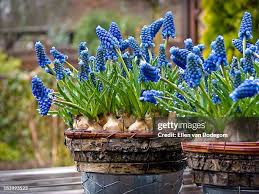 Attēlu rezultāti vaicājumam “Muscari neglectum”