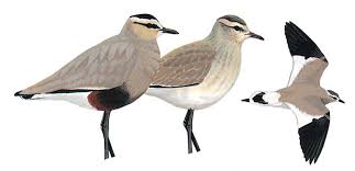 Image result for Vanellus gregarius