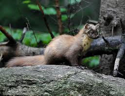 Attēlu rezultāti vaicājumam “Martes martes”