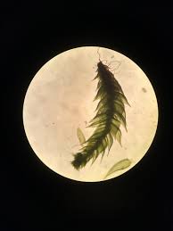 Attēlu rezultāti vaicājumam “Platygyrium repens”